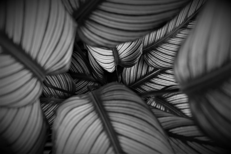 Calathea Plant