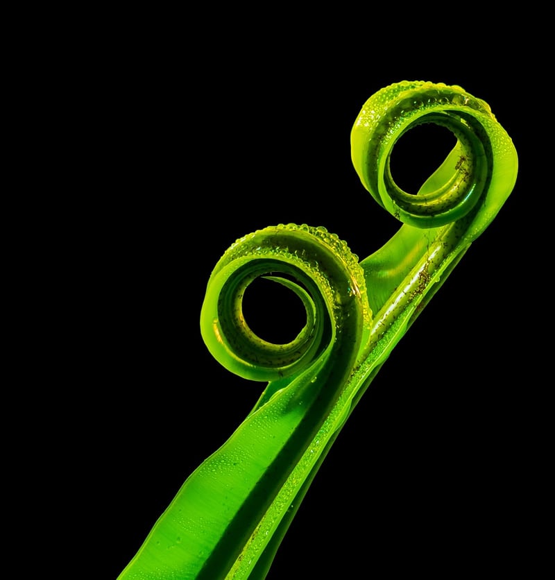Fern Leaves