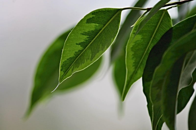 Ficus Tree