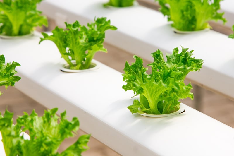 Hydroponic Wall System