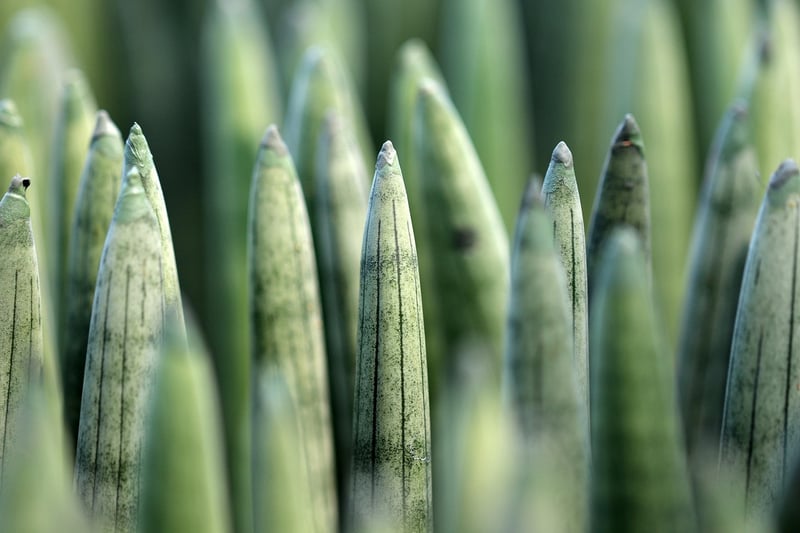 Snake Plant