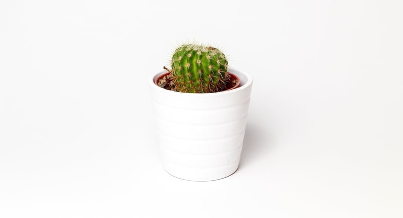 Succulent Plant