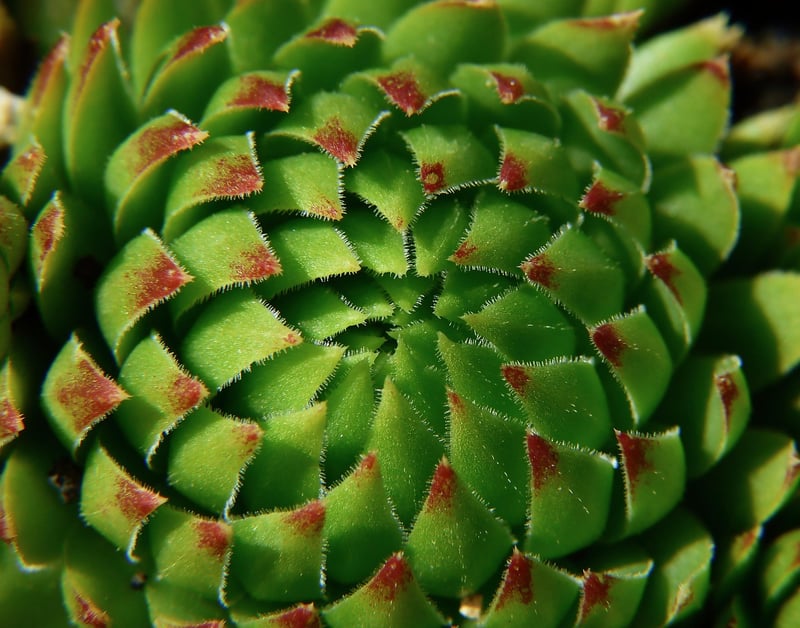 Succulent Paradise